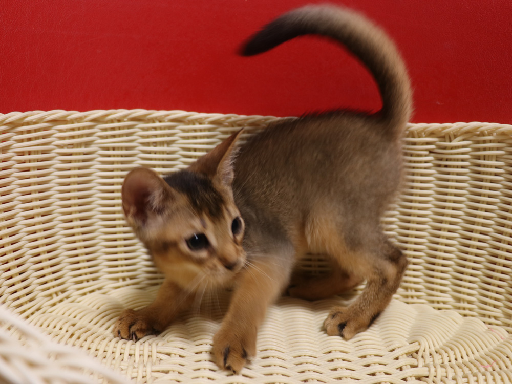 アビシニアンの子猫画像