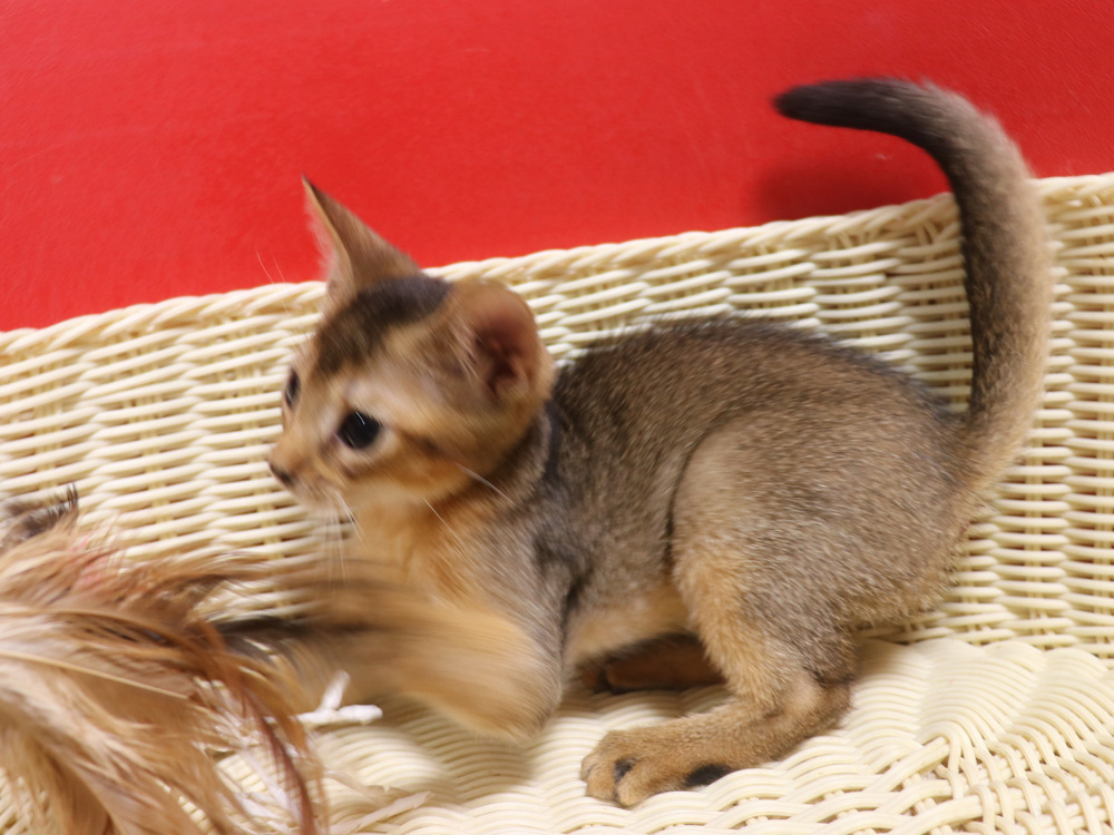 アビシニアンの子猫画像