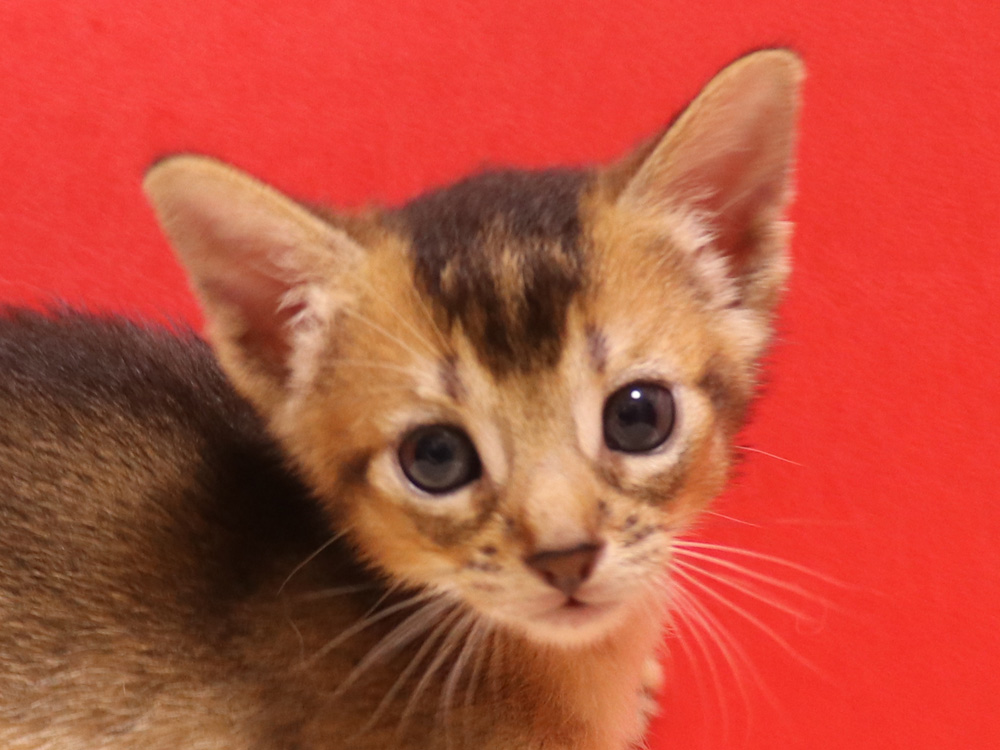 アビシニアンの子猫画像