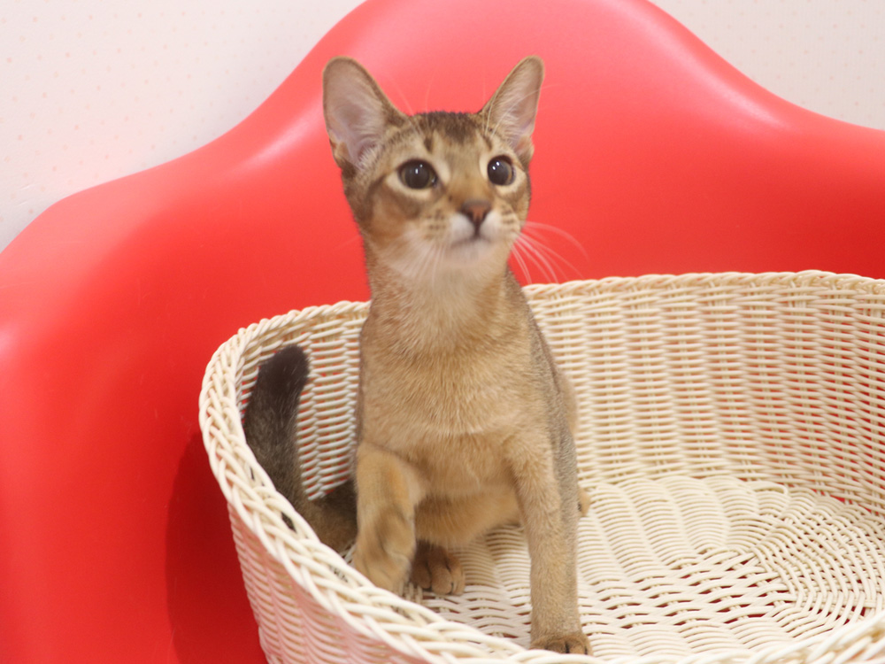 アビシニアンの子猫画像