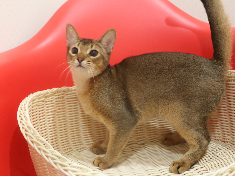 アビシニアンの子猫画像