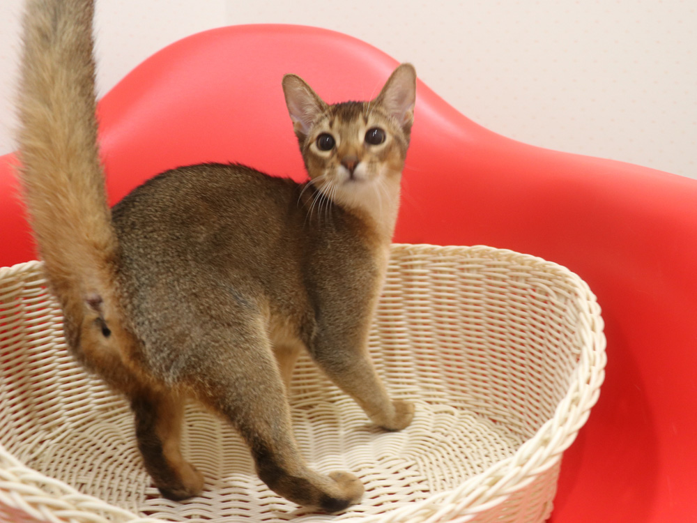 アビシニアンの子猫画像
