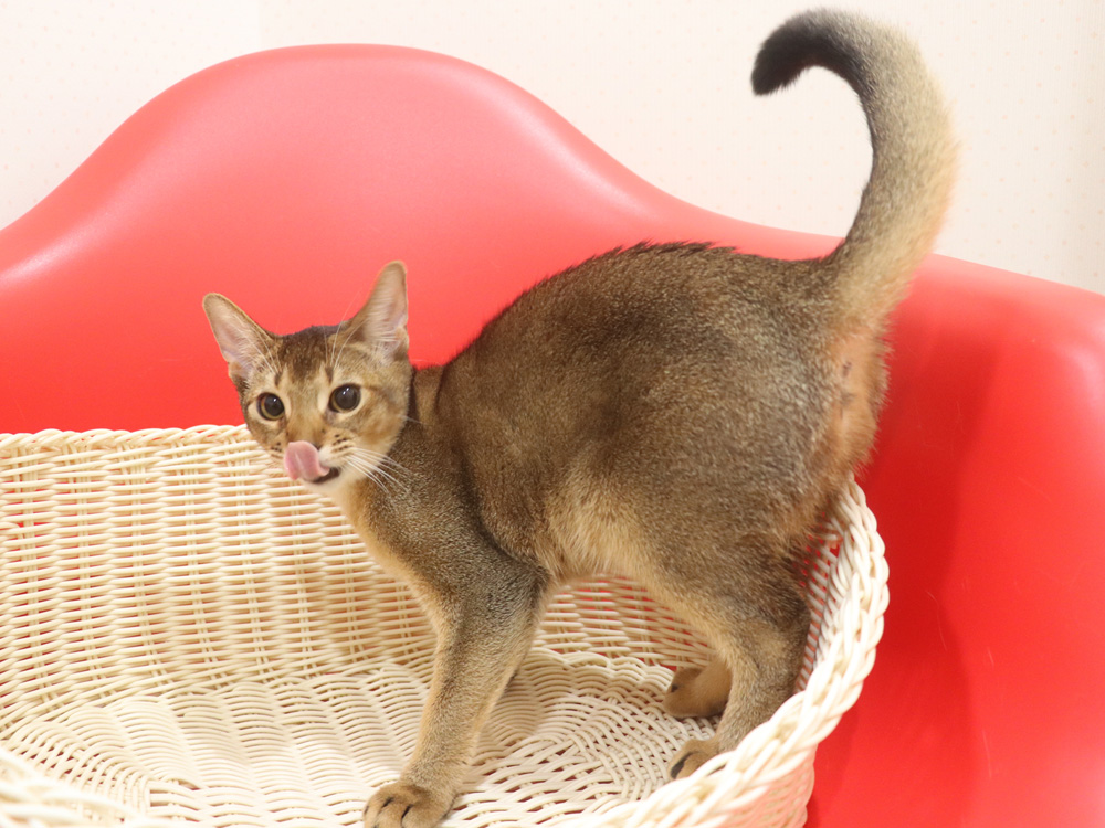 アビシニアンの子猫画像