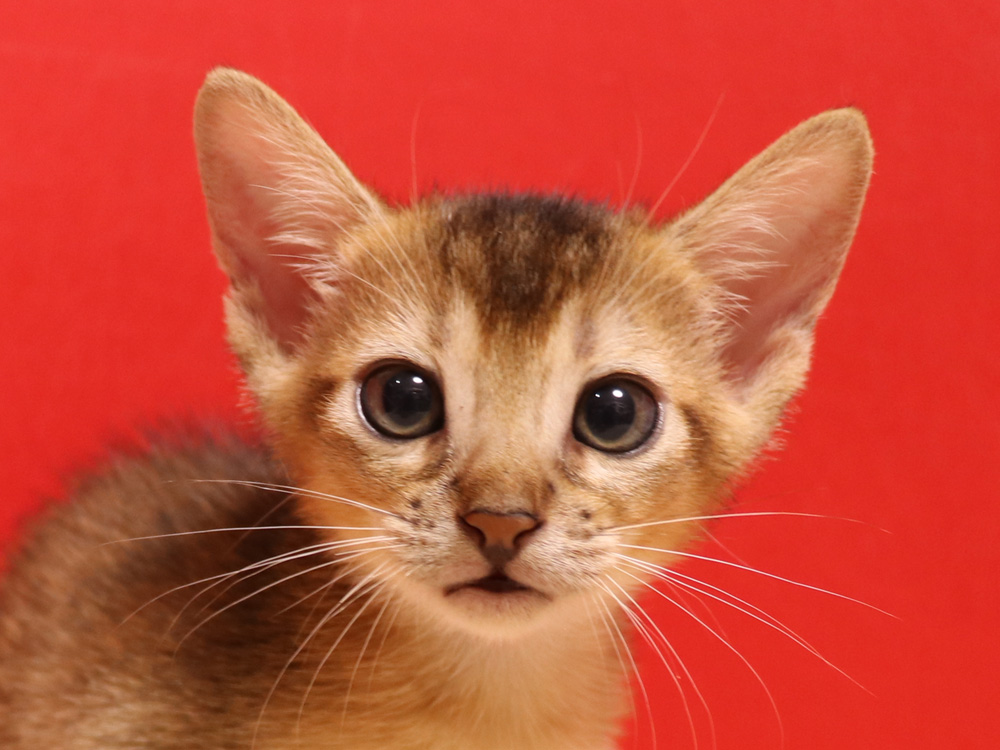 アビシニアンの子猫画像
