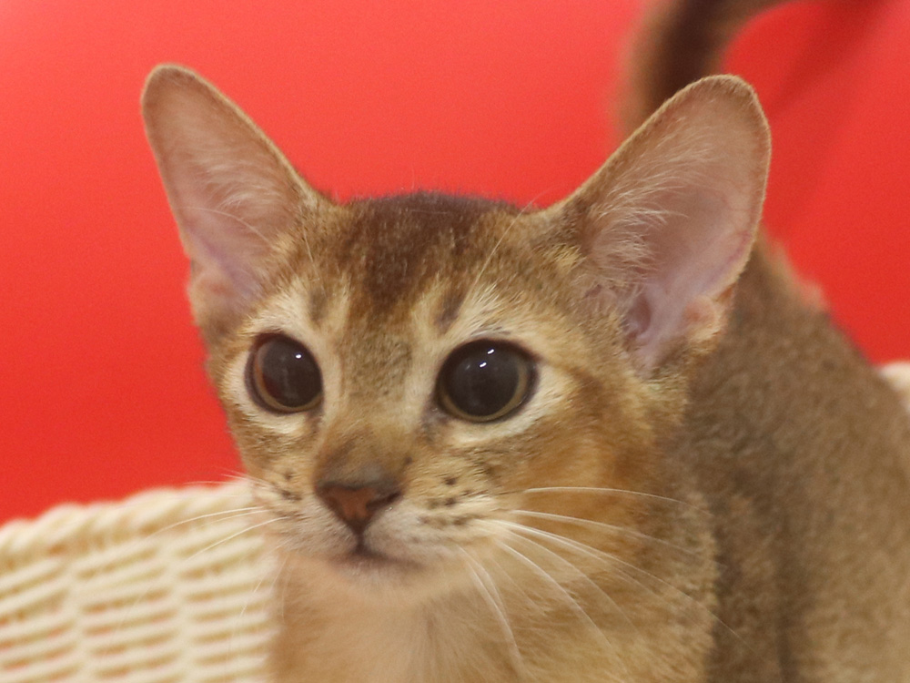 アビシニアンの子猫画像