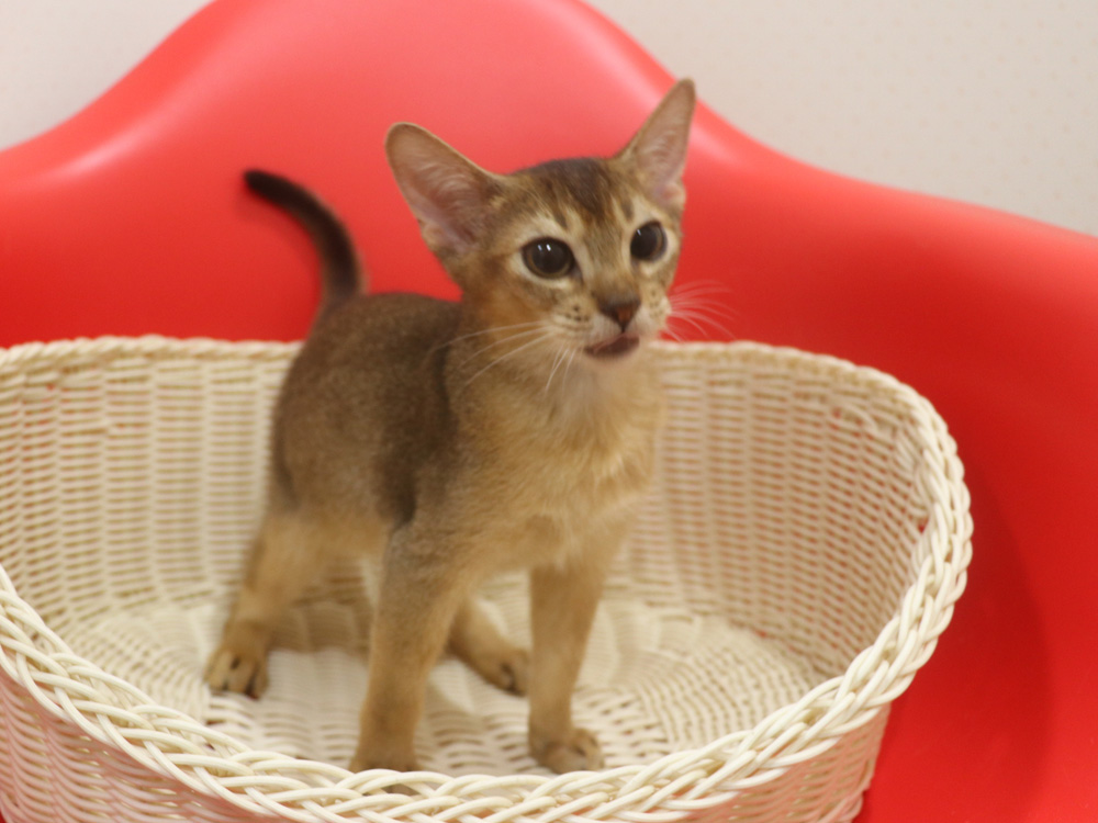 アビシニアンの子猫画像