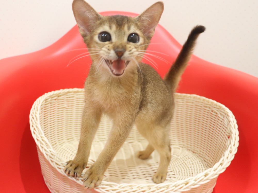 アビシニアンの子猫画像