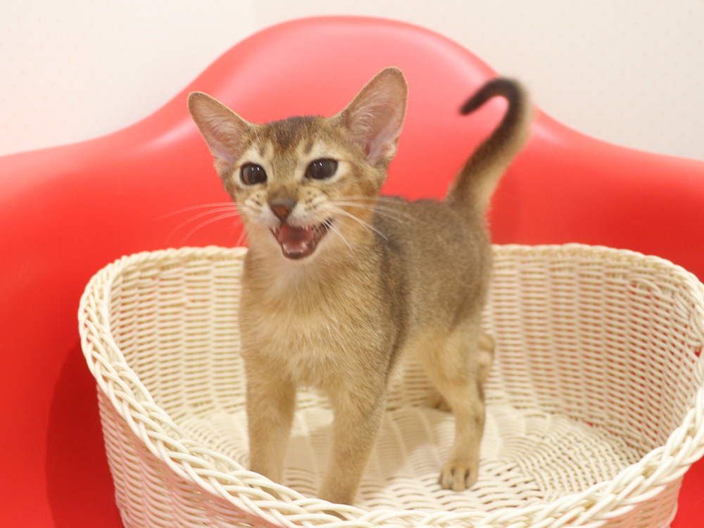 アビシニアンの子猫画像