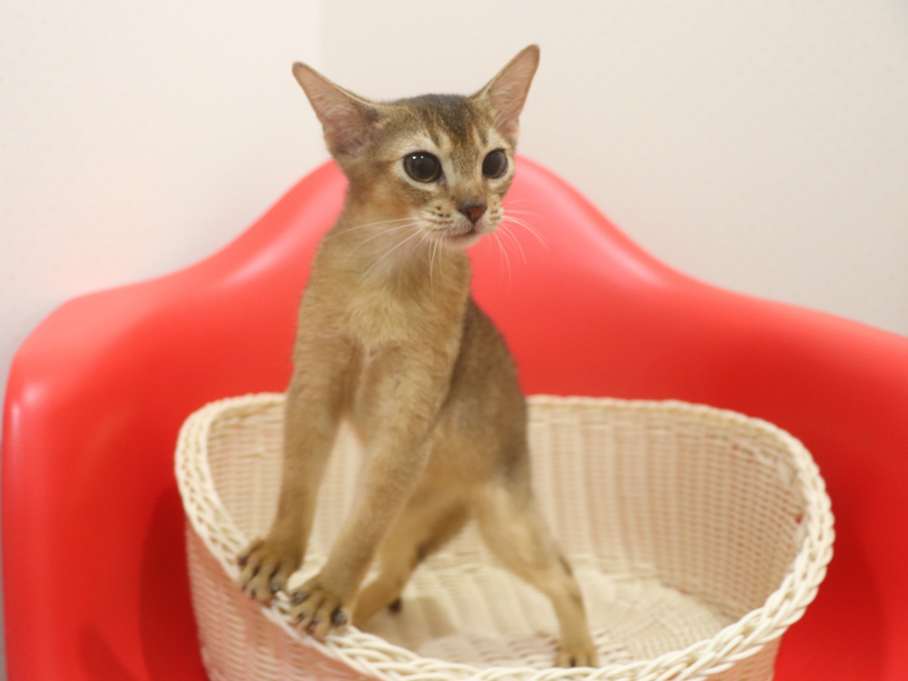 アビシニアンの子猫画像