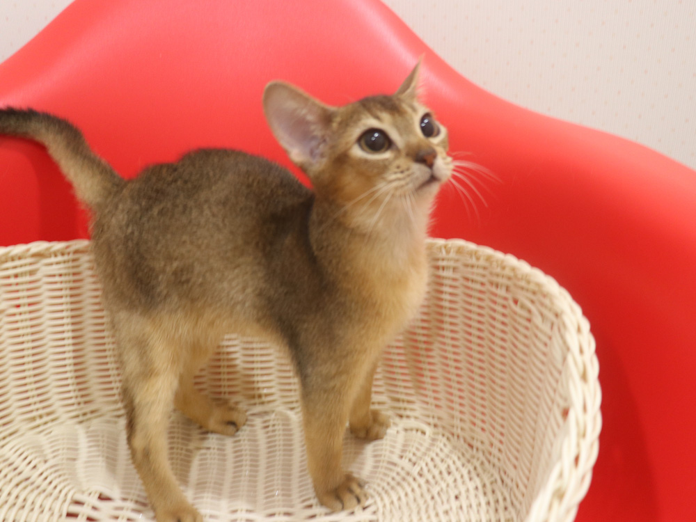 アビシニアンの子猫画像