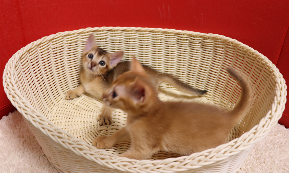 アビシニアンの子猫画像