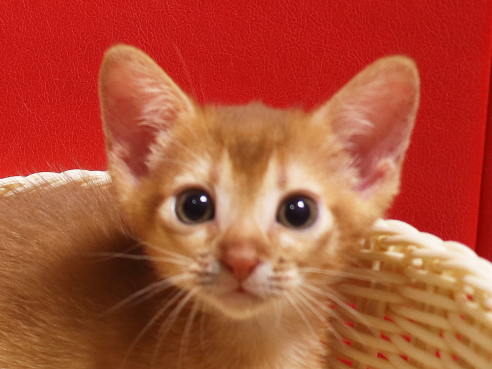 アビシニアンの子猫画像