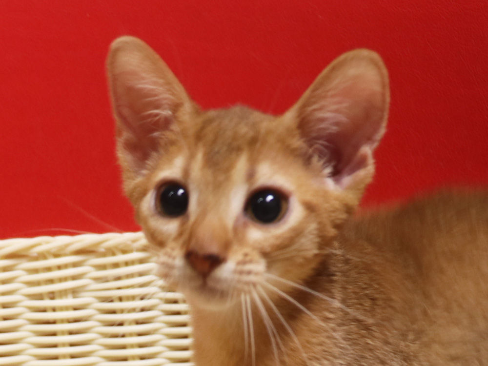 アビシニアンの子猫画像