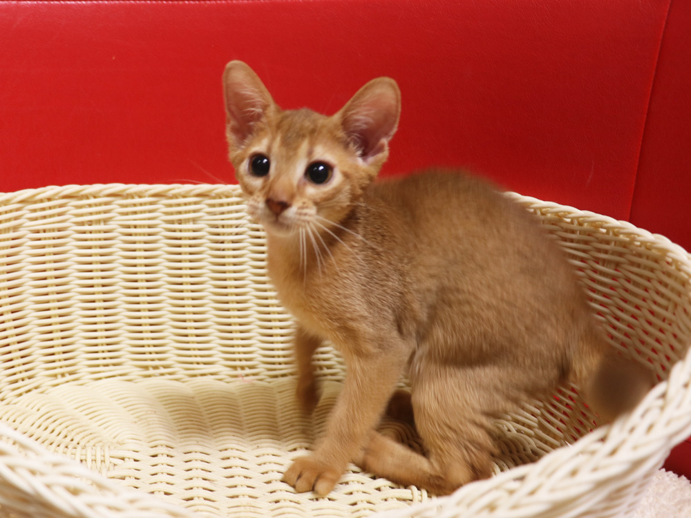 アビシニアンの子猫画像