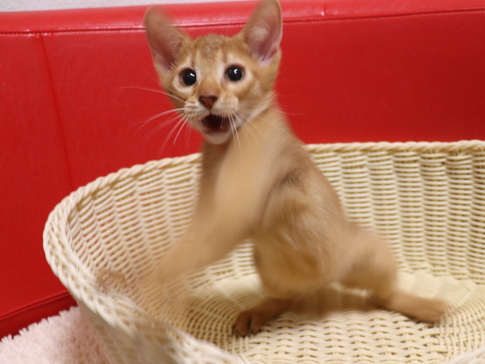 アビシニアンの子猫画像