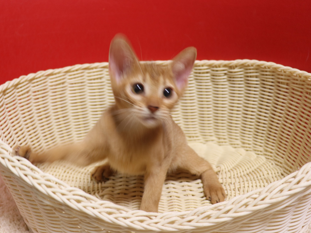 アビシニアンの子猫画像