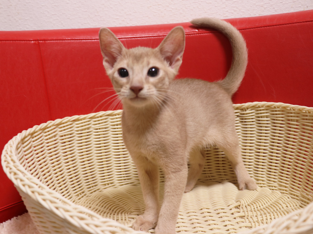 アビシニアンの子猫画像