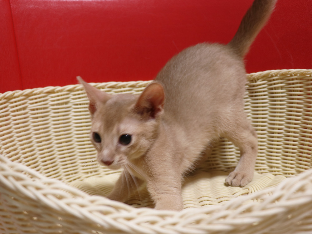 アビシニアンの子猫画像