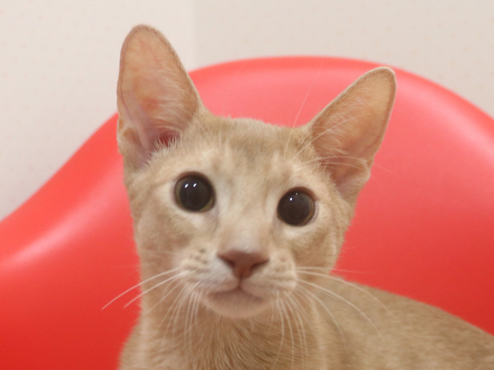 アビシニアンの子猫画像