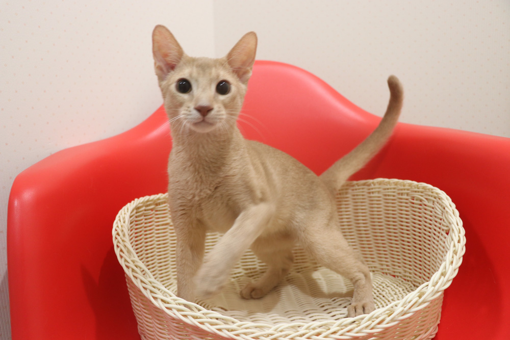 アビシニアンの子猫画像