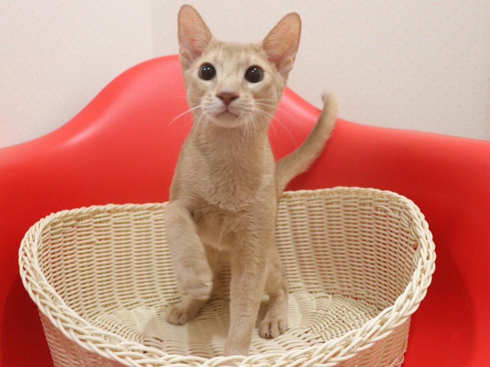 アビシニアンの子猫画像