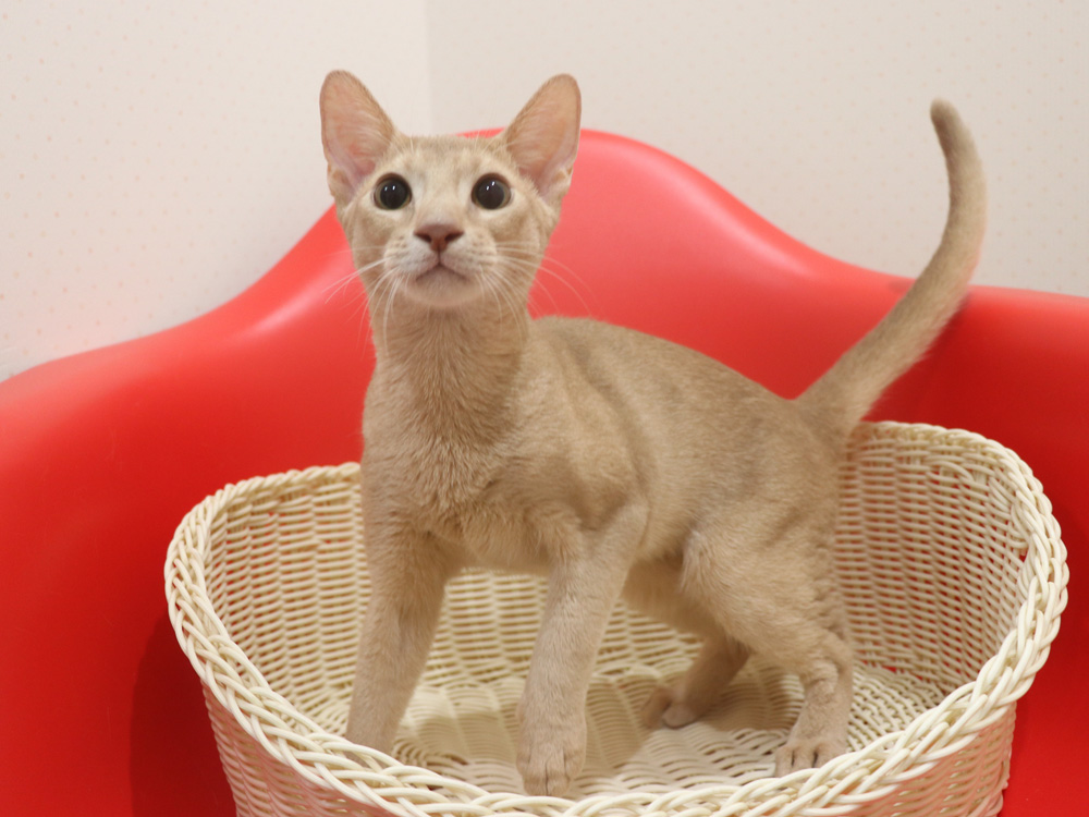 アビシニアンの子猫画像