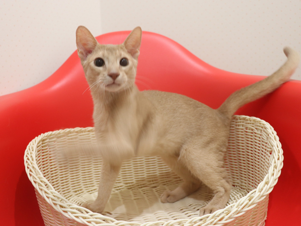 アビシニアンの子猫画像