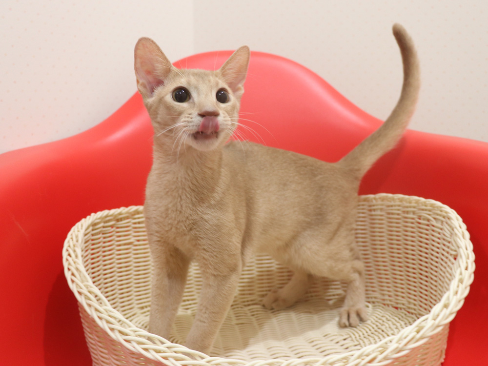 アビシニアンの子猫画像