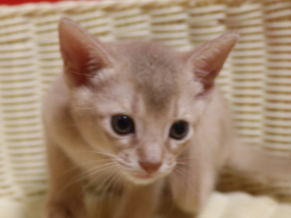 アビシニアンの子猫画像