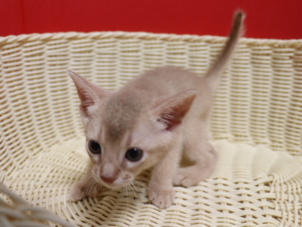アビシニアンの子猫画像