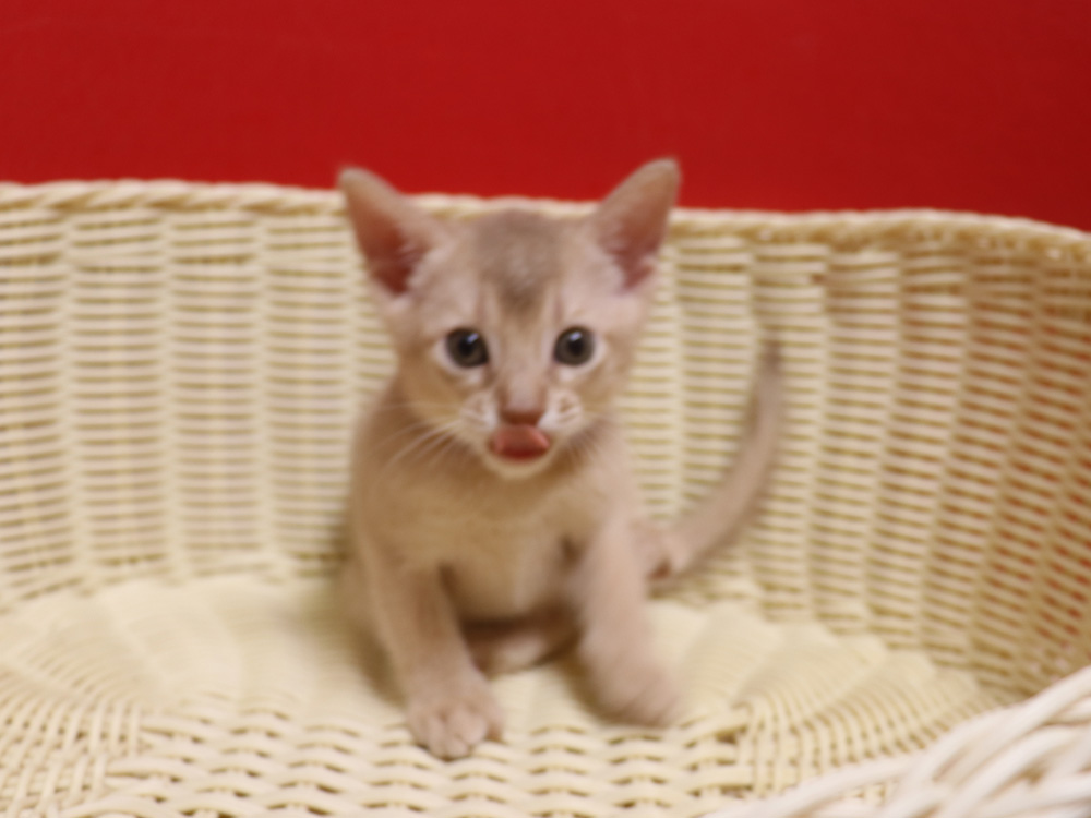 アビシニアンの子猫画像