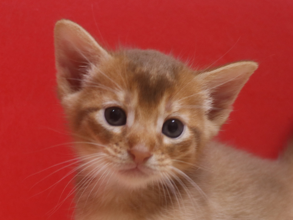 アビシニアンの子猫画像