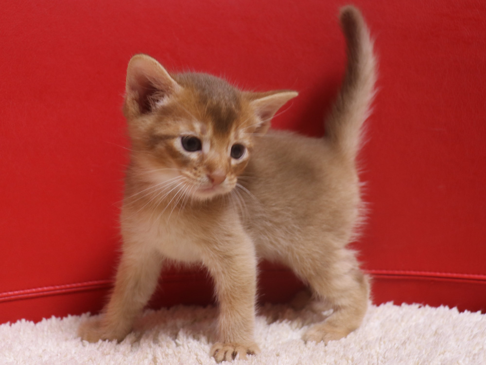 アビシニアンの子猫画像