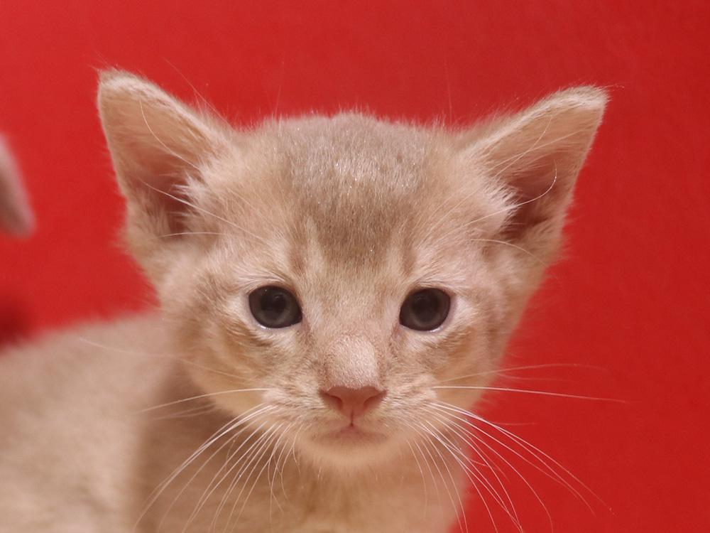 アビシニアンの子猫画像