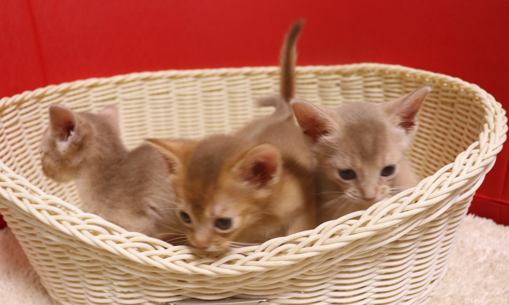 アビシニアンの子猫画像