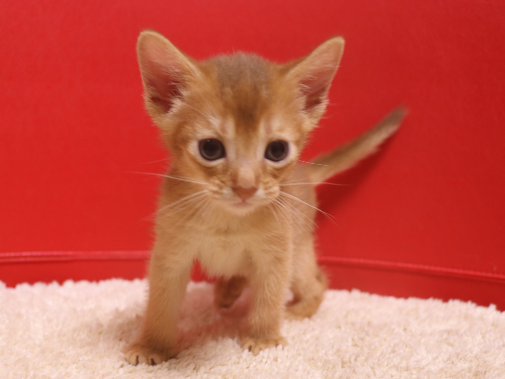 アビシニアンの子猫画像