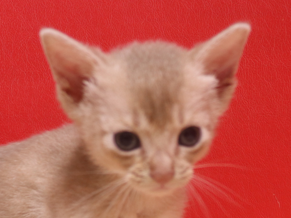 アビシニアンの子猫画像