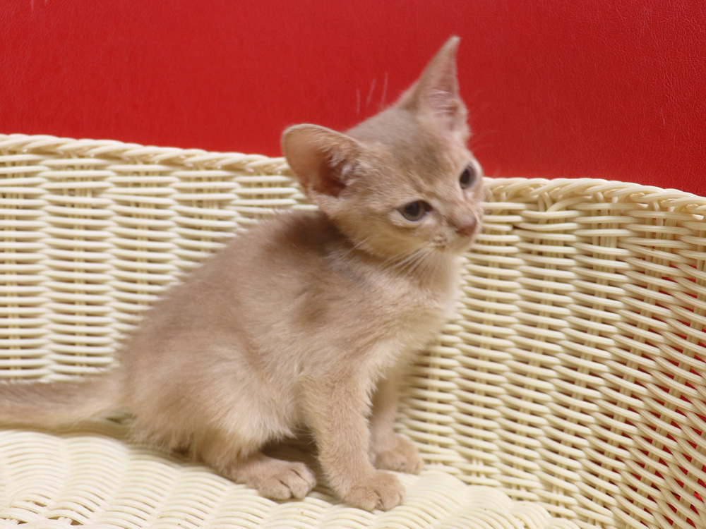 アビシニアンの子猫画像