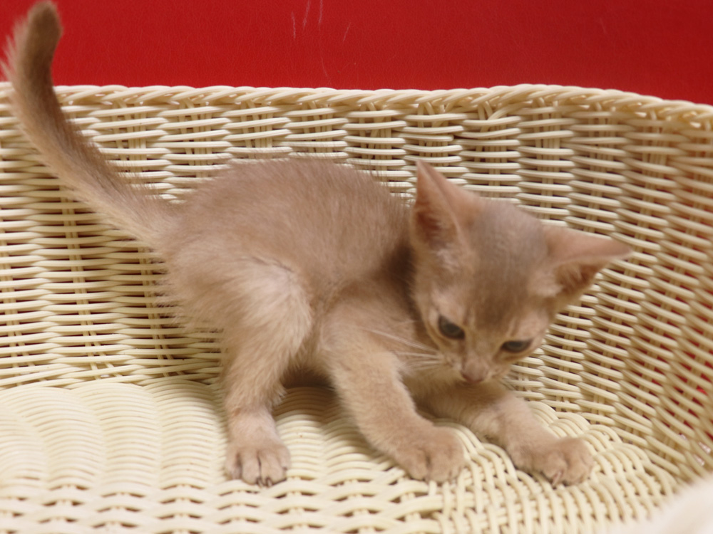 アビシニアンの子猫画像
