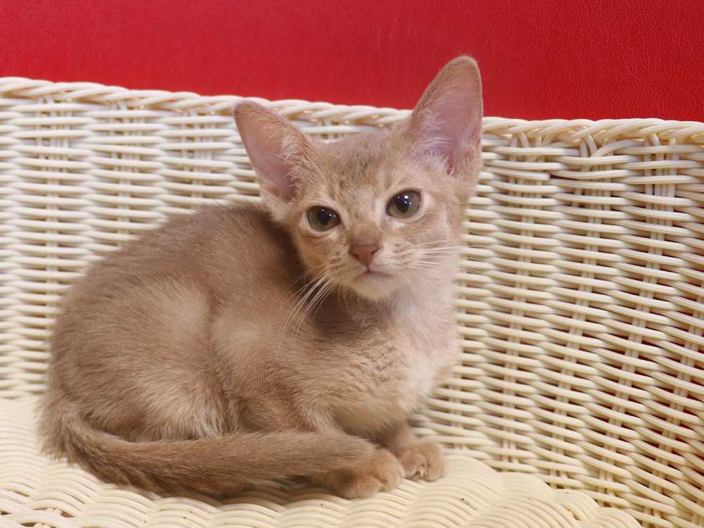 アビシニアンの子猫画像