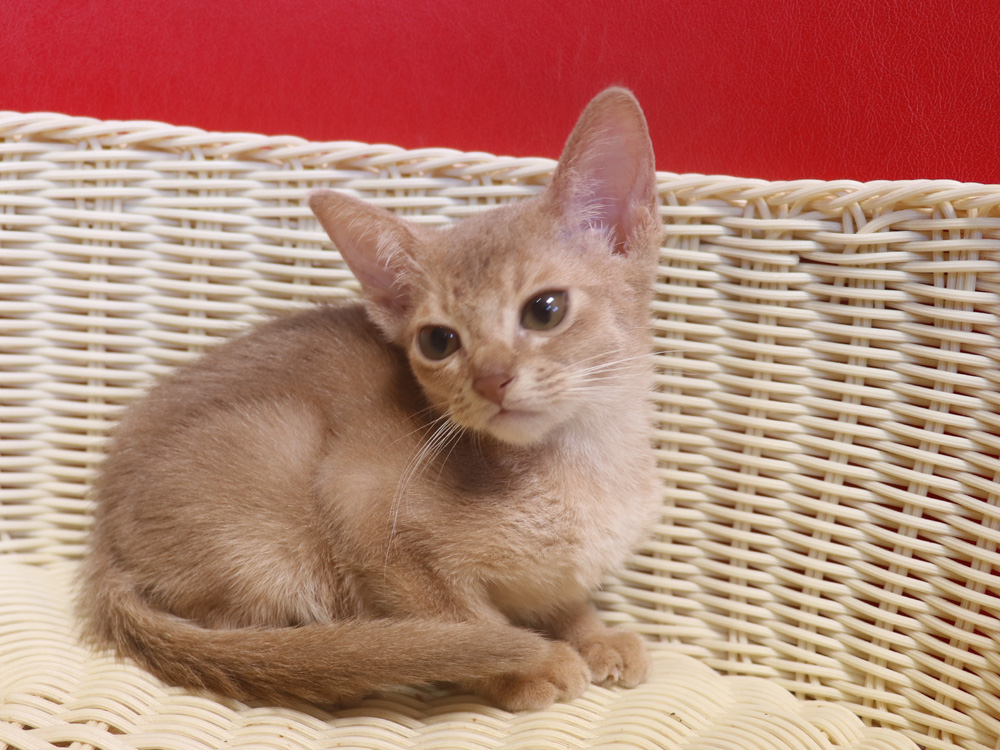 アビシニアンの子猫画像