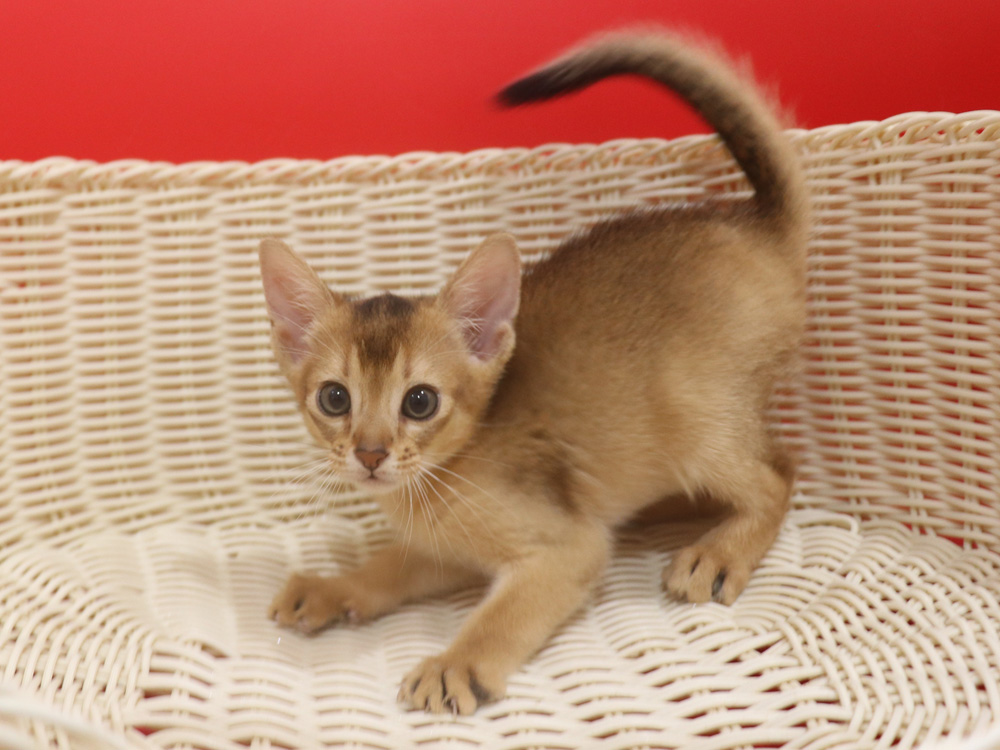 アビシニアンの子猫画像