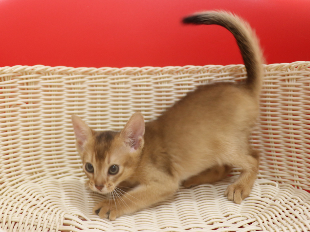 アビシニアンの子猫画像