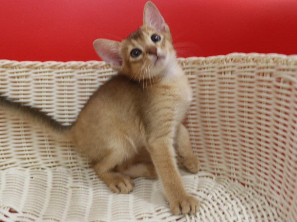アビシニアンの子猫画像