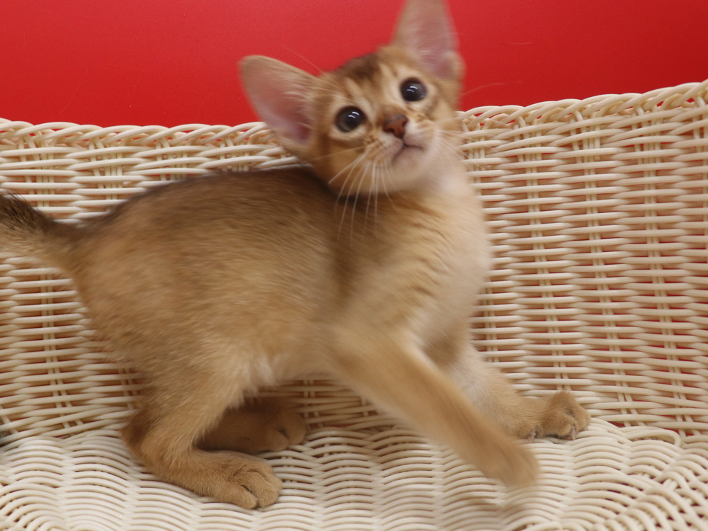 アビシニアンの子猫画像