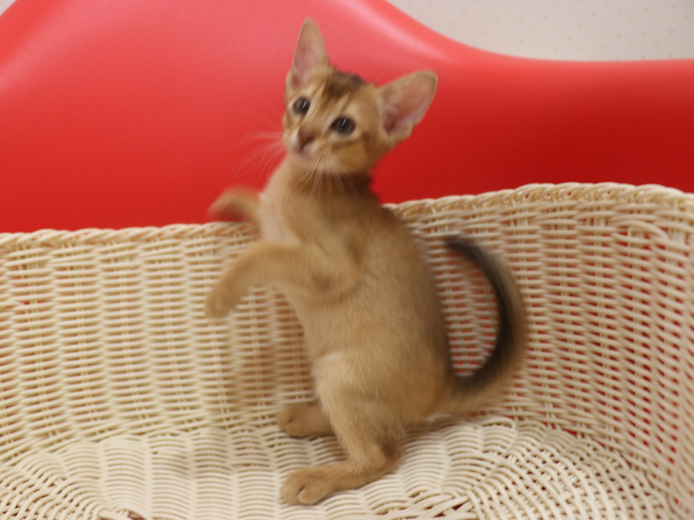 アビシニアンの子猫画像