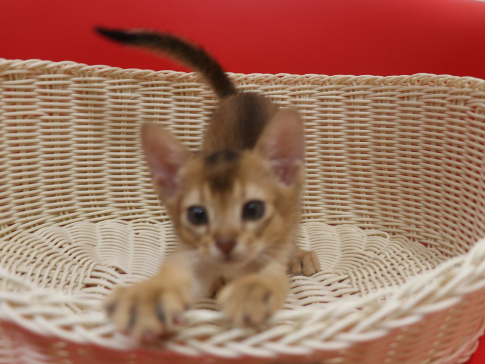 アビシニアンの子猫画像