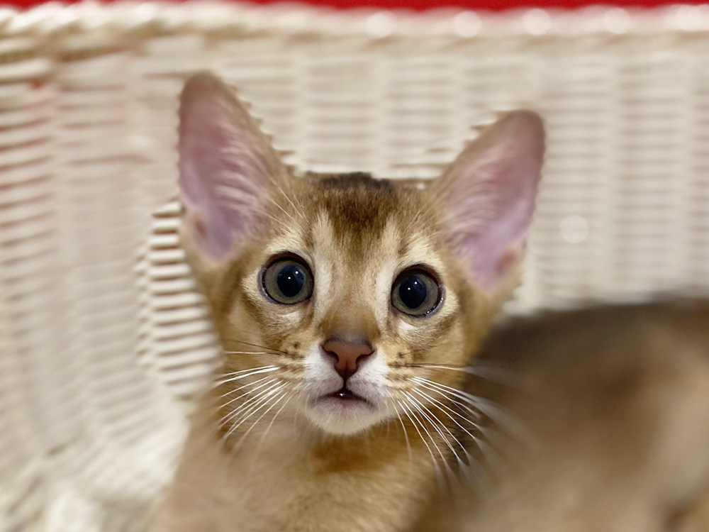 アビシニアンの子猫画像