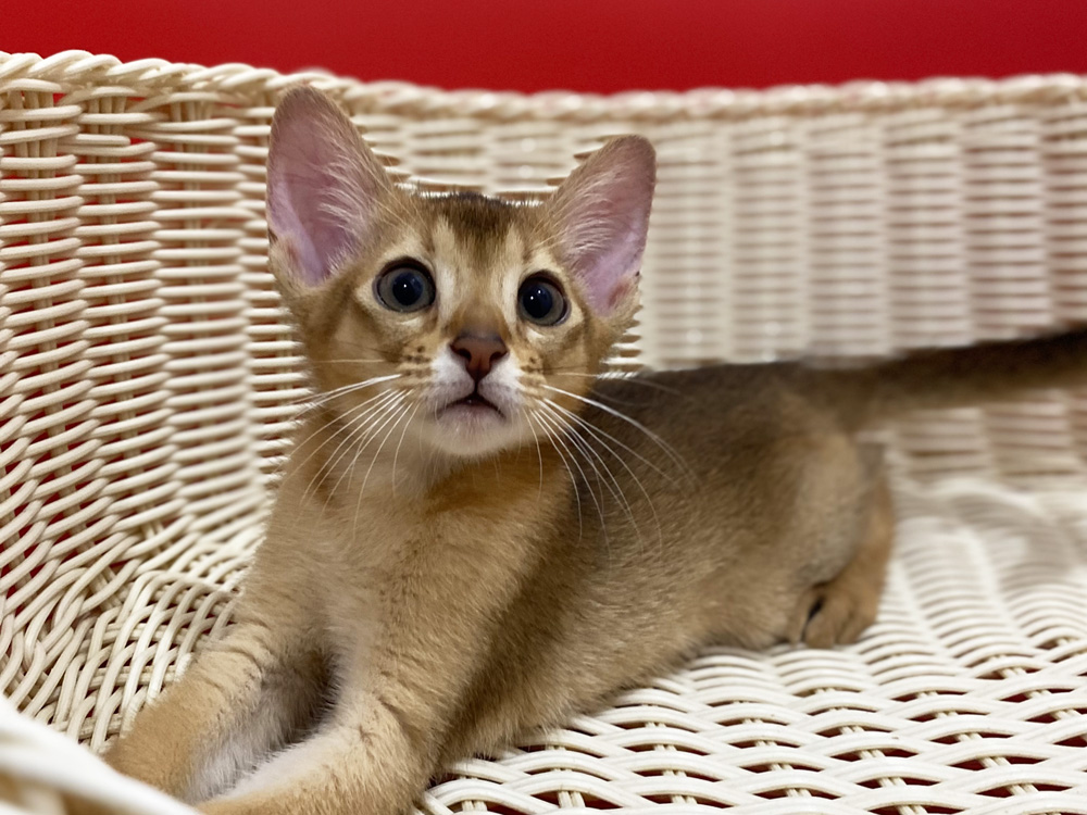 アビシニアンの子猫画像