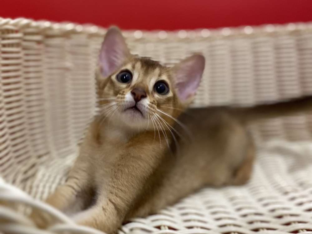アビシニアンの子猫画像